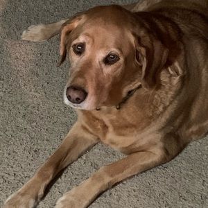 Meet your Posher, Wendy